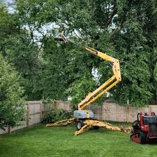 How Our Tree Care Process Works  in Penn Estates, PA